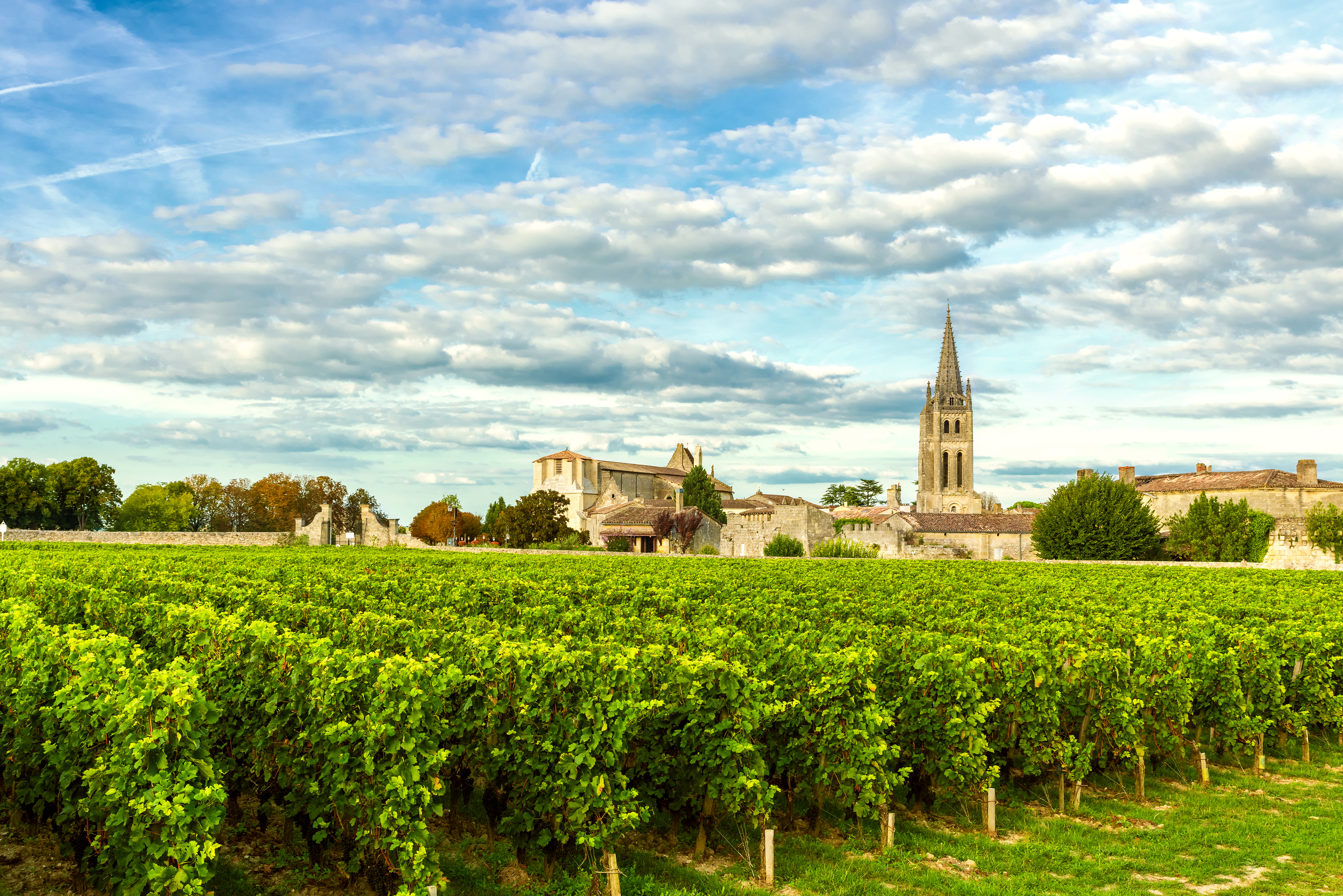 Bordeaux vineyards 