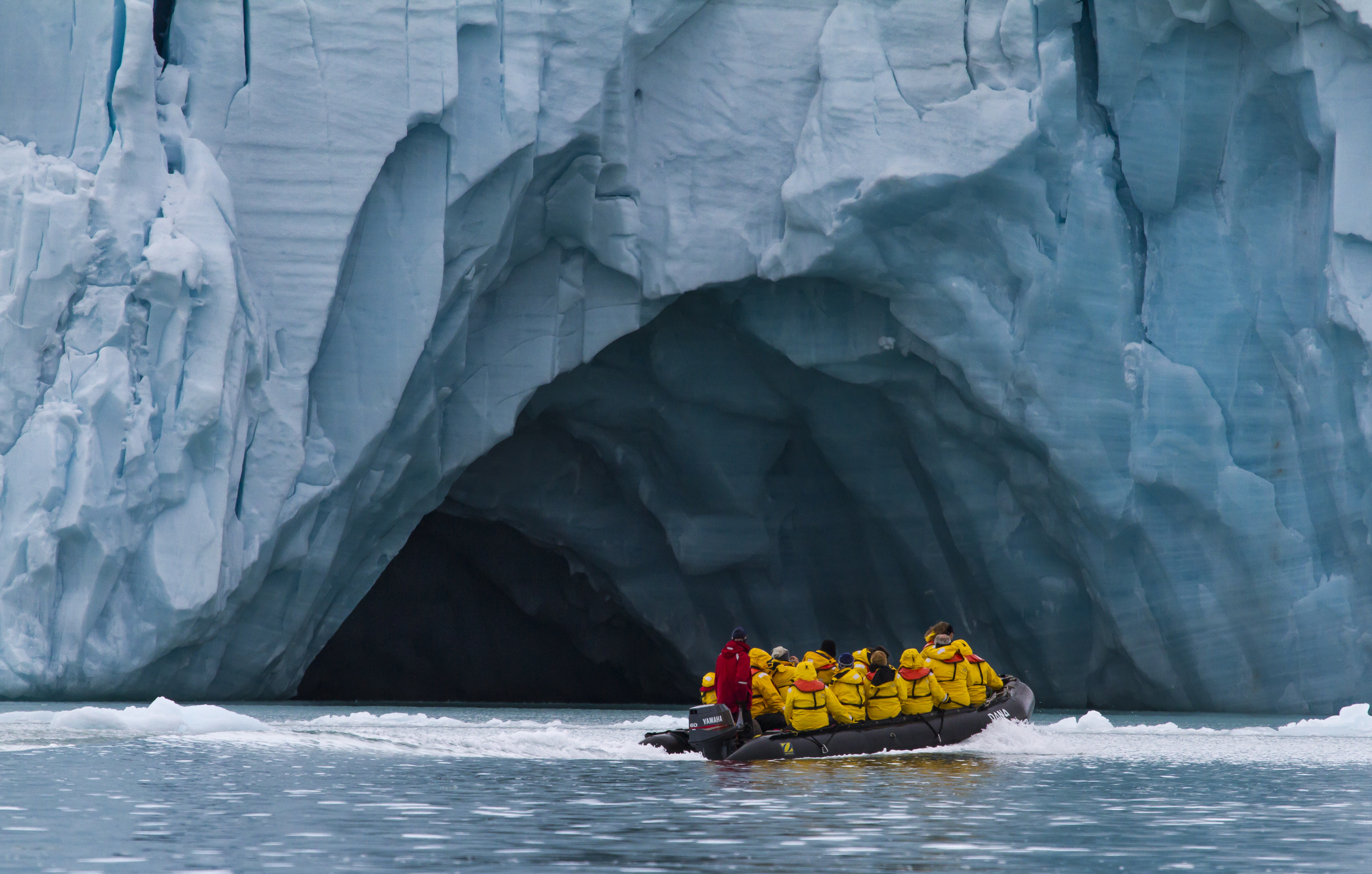 svalbard polar bear