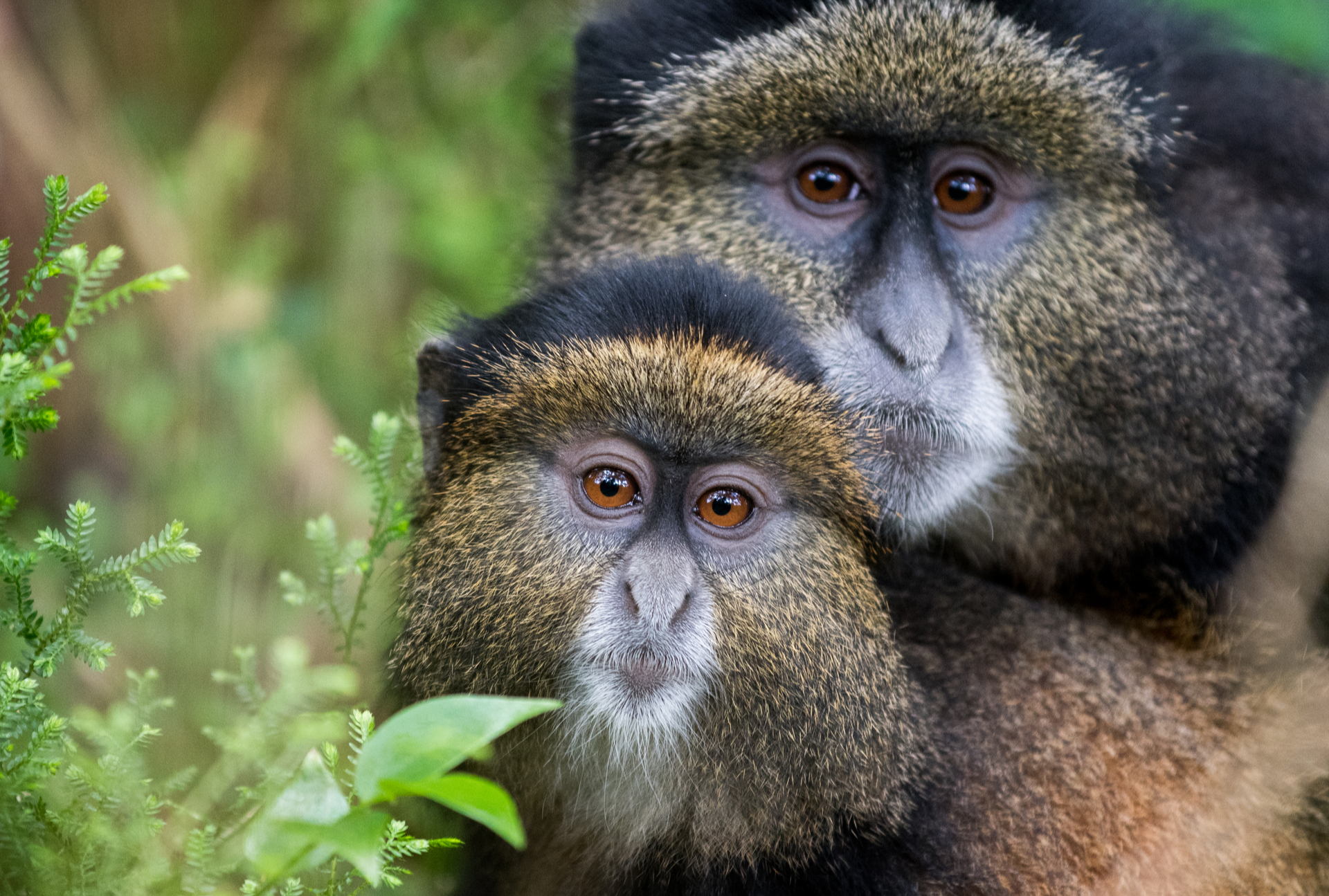 rwanda