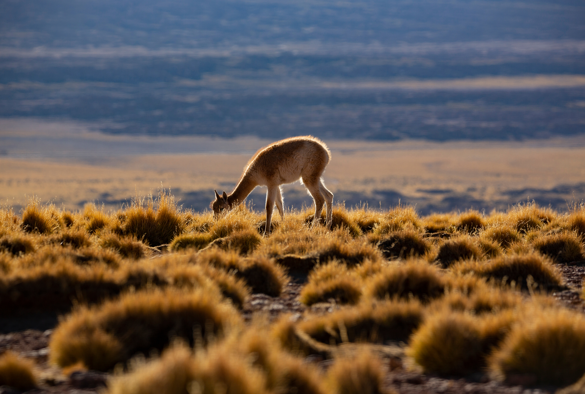 patagonia