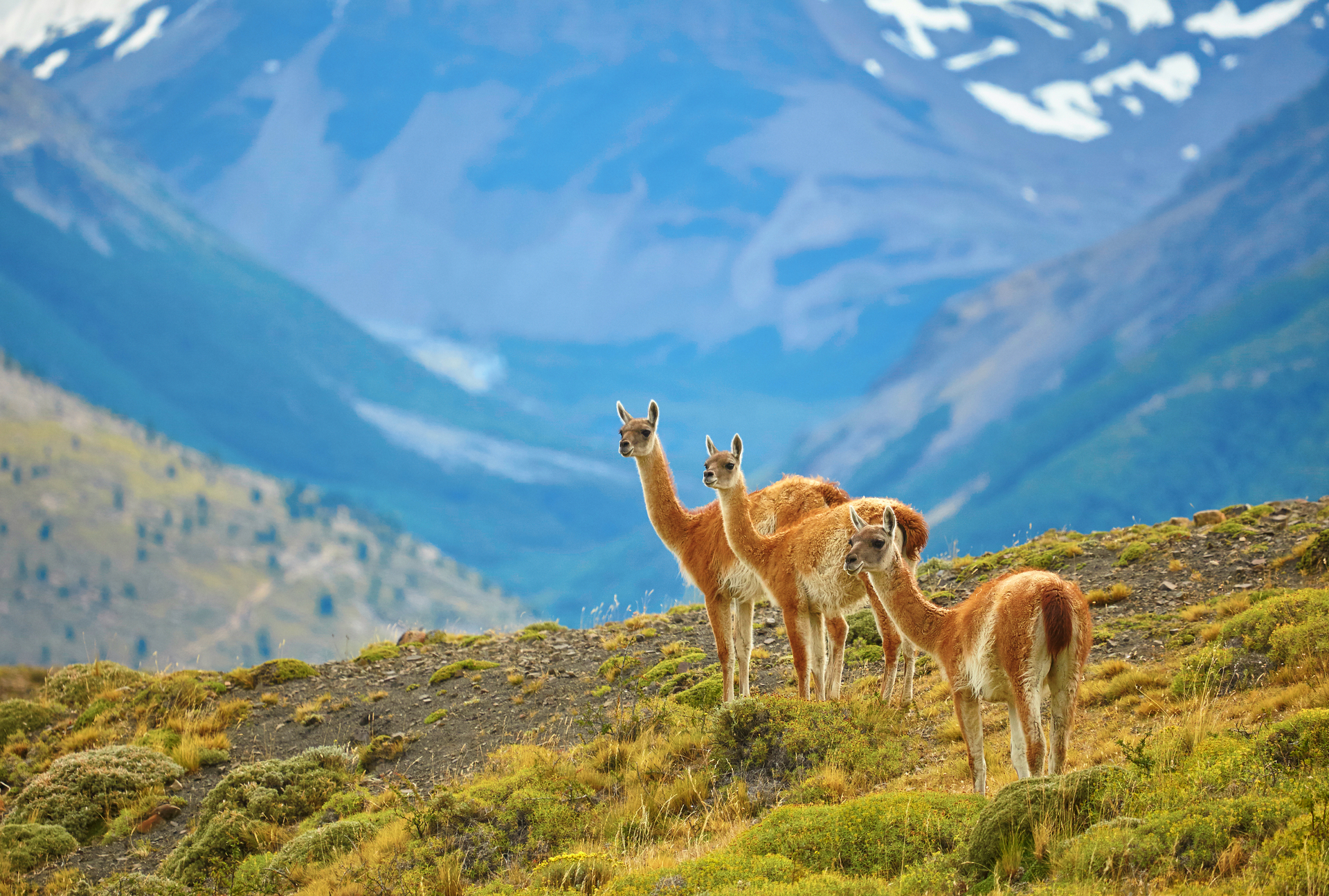 picnic patagonia