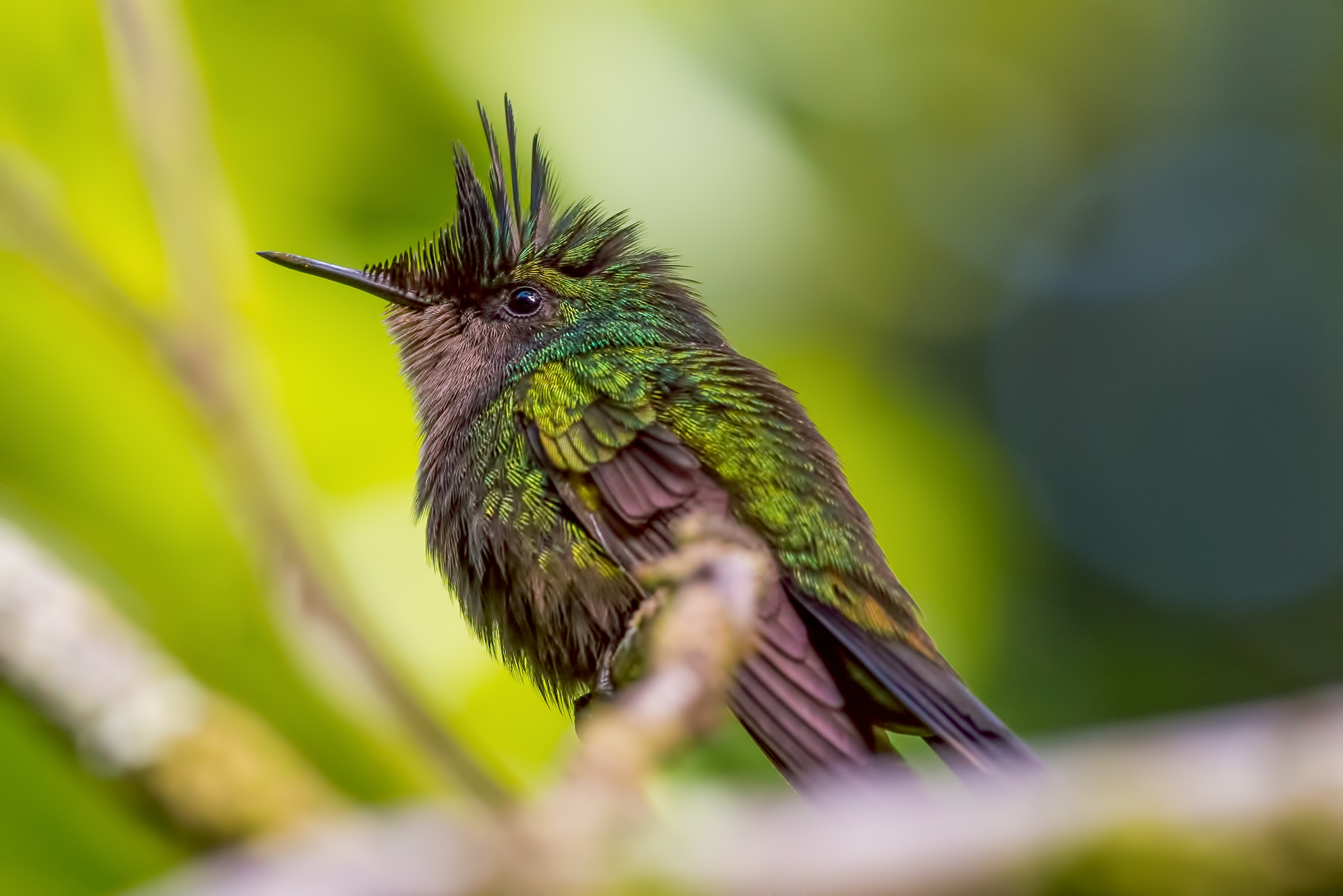 Birdlife