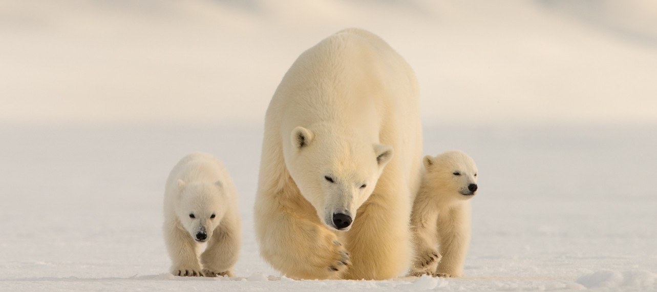 polar bear