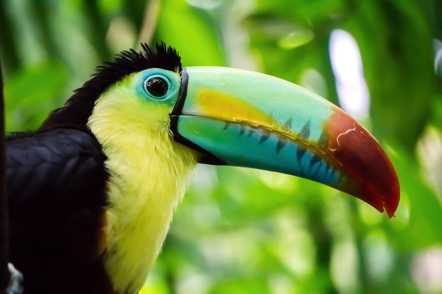 toucan costa rica