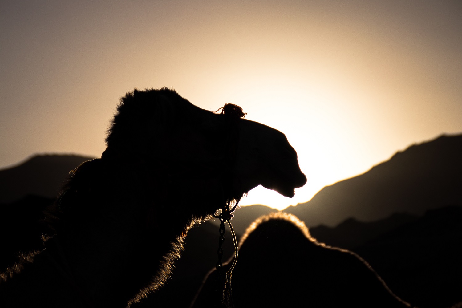 egypt camel