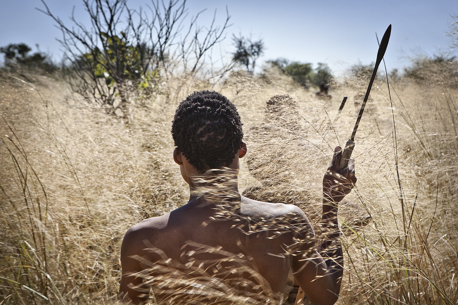 bushman kalahari