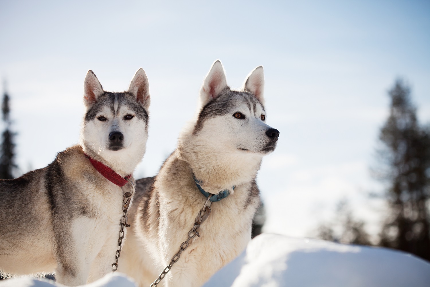 ski husky