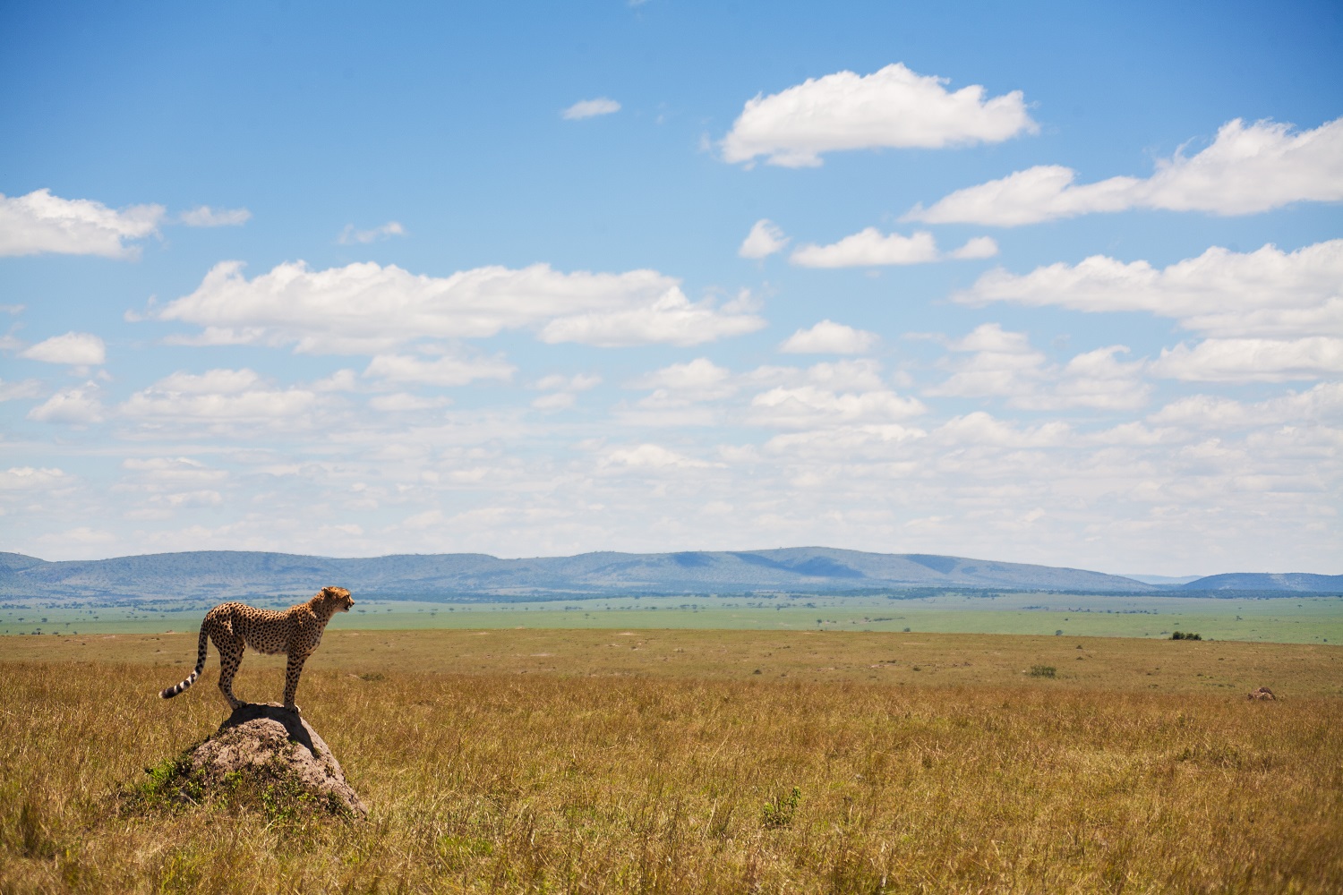 tanzania