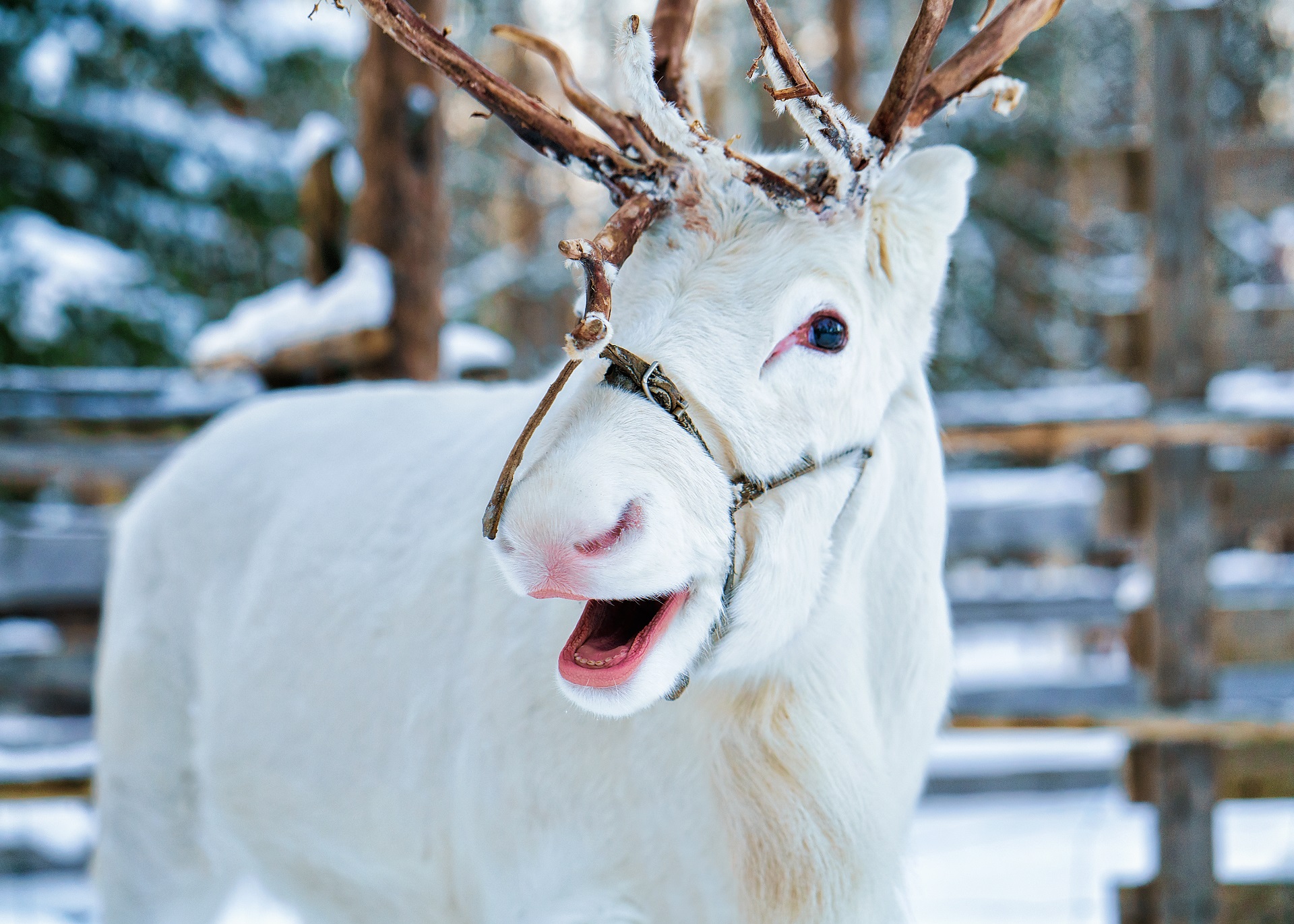 lapland