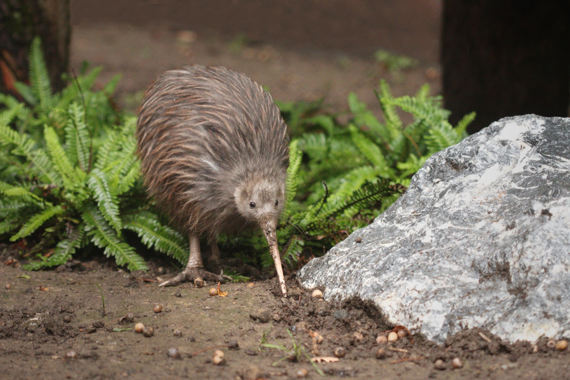 kiwi bird