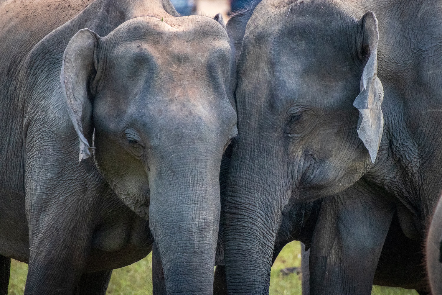 elephant sri lanka