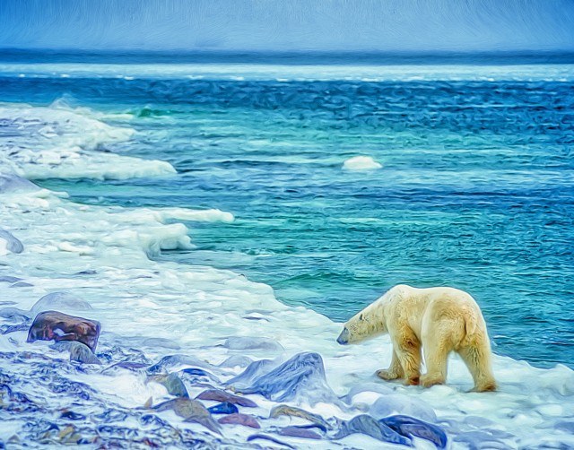 Polar bears Canada