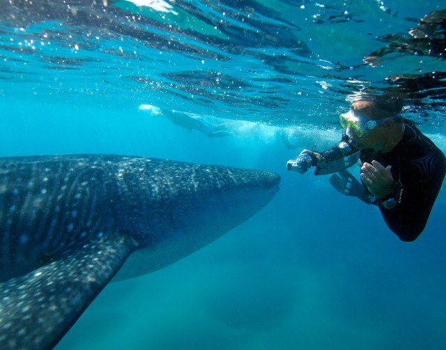 Whale shark diving RedSea