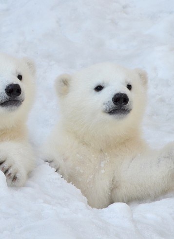 BEARS BEARS AND MORE BEARS