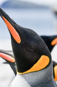 Antarctica