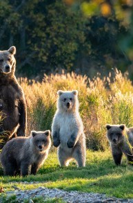 BEARS BEARS AND MORE BEARS