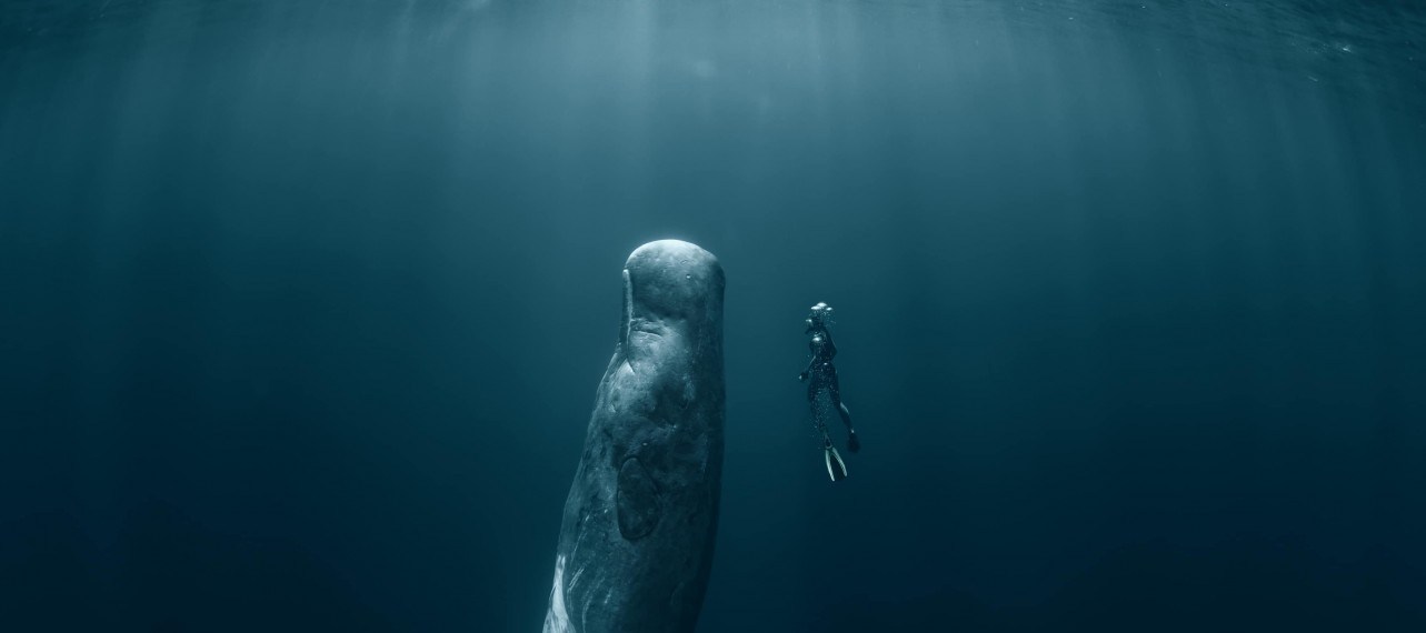 Dive with Sperm Whales | Untold Story Travel
