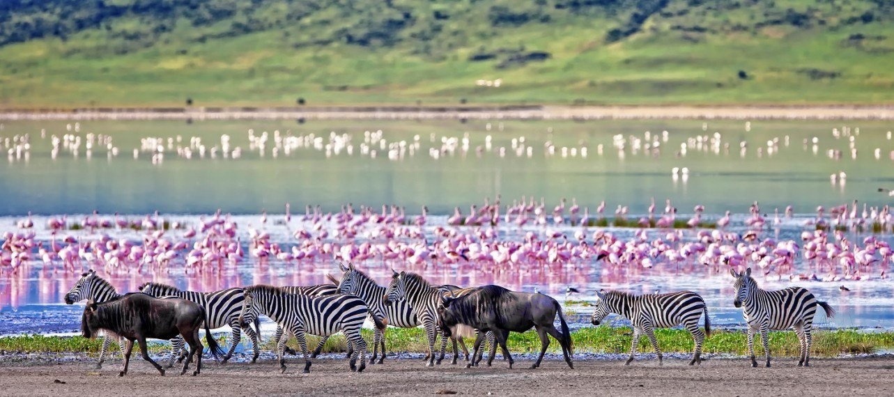 Zebras and flamingoes
